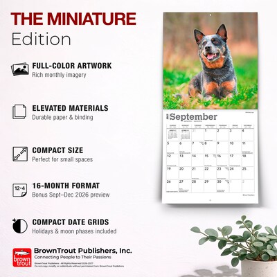 2027 BrownTrout Blue Heelers 7" x 7" Monthly Wall Calendar, Assorted Colors (9798330709908)