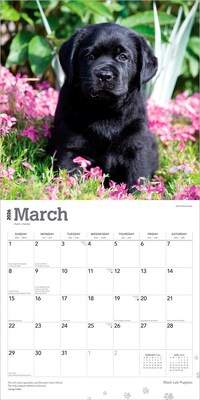 2026 BrownTrout Black Labrador Retriever Puppies 12" x 12" Monthly Wall Calendar (9798330704194)