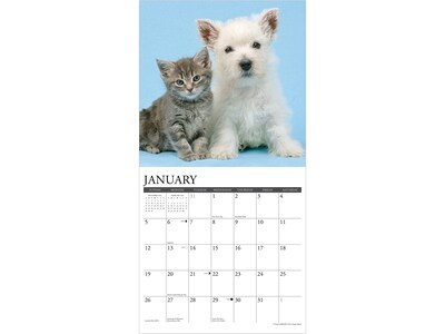 2025 Willow Creek Kittens & Puppies 12" x 12" Monthly Wall Calendar (43646)
