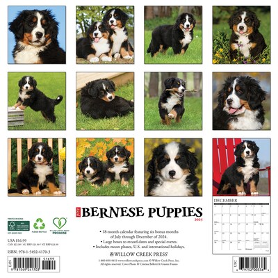 2025 Willow Creek Just Bernese Mountain Puppies 12 x 12 Monthly Wall Calendar (41703)