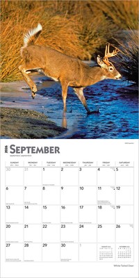 2026 BrownTrout White Tailed Deer 12" x 12" Monthly Wall Calendar (9798330706334)