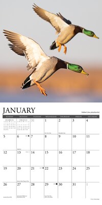 2025 Willow Creek Waterfowl 12" x 12" Monthly Wall Calendar (45305)