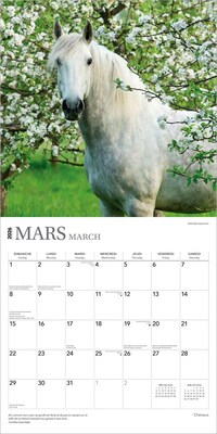 2026 BrownTrout Chevaux 12" x 12" Monthly Wall Calendar (9798330707362)