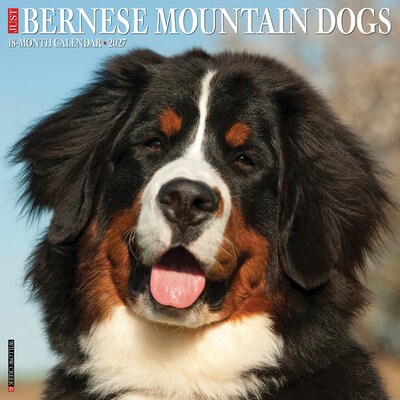 2027 Willow Creek Bernese Mountain Dogs 12 x 12 Monthly Wall Calendar, Assorted Colors (59135)