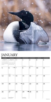 2025 Willow Creek Loons 12" x 12" Monthly Wall Calendar (43806)