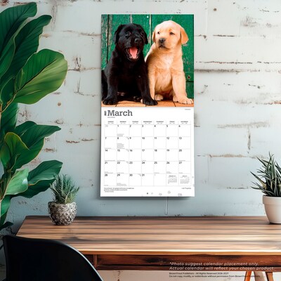2027 BrownTrout Labrador Retriever Puppies 12" x 12" Monthly Wall Calendar (9798330712519)