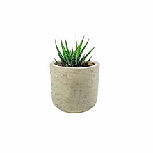 Desk Plants Zebra Haworthia in a Grey Mini Wilson pot (ZHMWG)