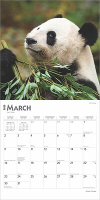 2025 BrownTrout Giant Pandas 12" x 12" Monthly Wall Calendar (9781975474843)