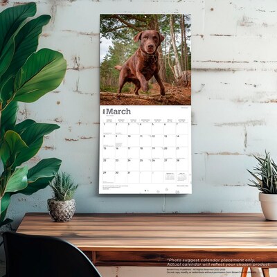 2026 BrownTrout Chocolate Labrador Retrievers 12" x 12" Monthly Wall Calendar (9798330704255)