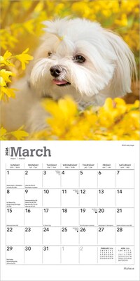 2026 BrownTrout Maltese 7" x 7" Monthly Wall Calendar (9798330704507)