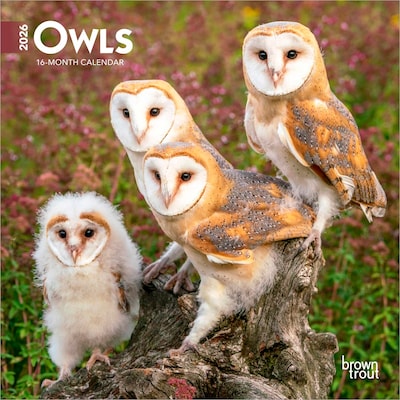 2026 BrownTrout Owls 7 x 7 Monthly Wall Calendar (9798330705047)