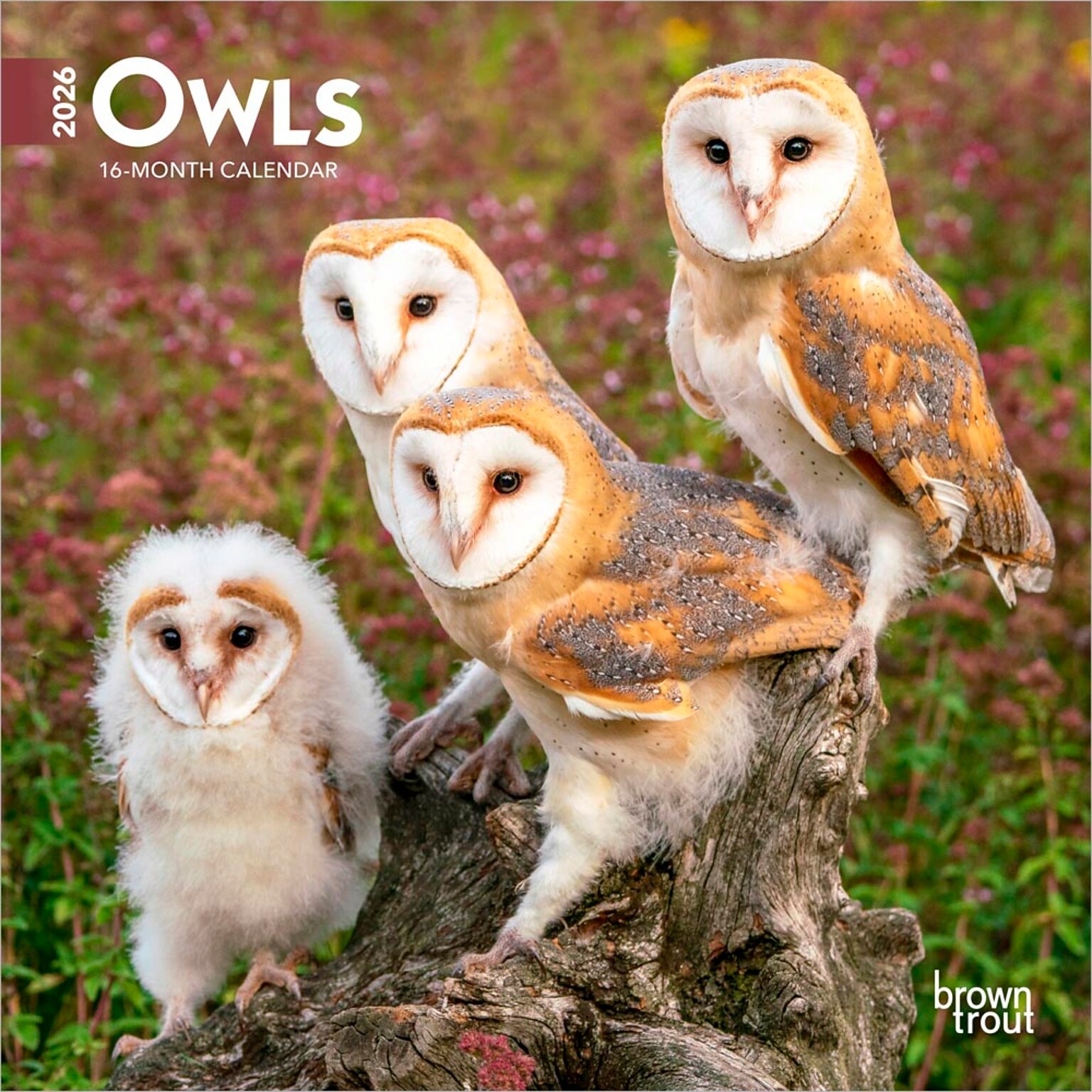 2026 BrownTrout Owls 7 x 7 Monthly Wall Calendar (9798330705047)
