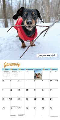 2026 Willow Creek Crusoe the Celebrity Dachshund 7" x 7" Monthly Wall Calendar (53539)