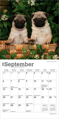 2026 BrownTrout Pug Puppies 7" x 7" Monthly Wall Calendar (9798330705214)