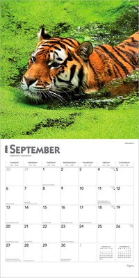 2026 BrownTrout Tigers 12" x 12" Monthly Wall Calendar (9798330705900)