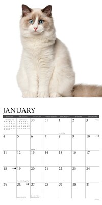 2026 Willow Creek Ragdoll Cats 12" x 12" Monthly Wall Calendar (52549)