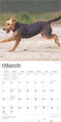 2025 BrownTrout Airedale Terriers 12" x 12" Monthly Wall Calendar (9781975476472)