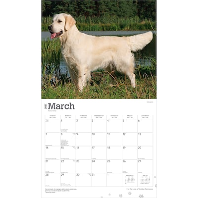 2027 BrownTrout For the Love of Golden Retrievers 14" x 12" Monthly Wall Calendar, Assorted Colors (9798330709267)