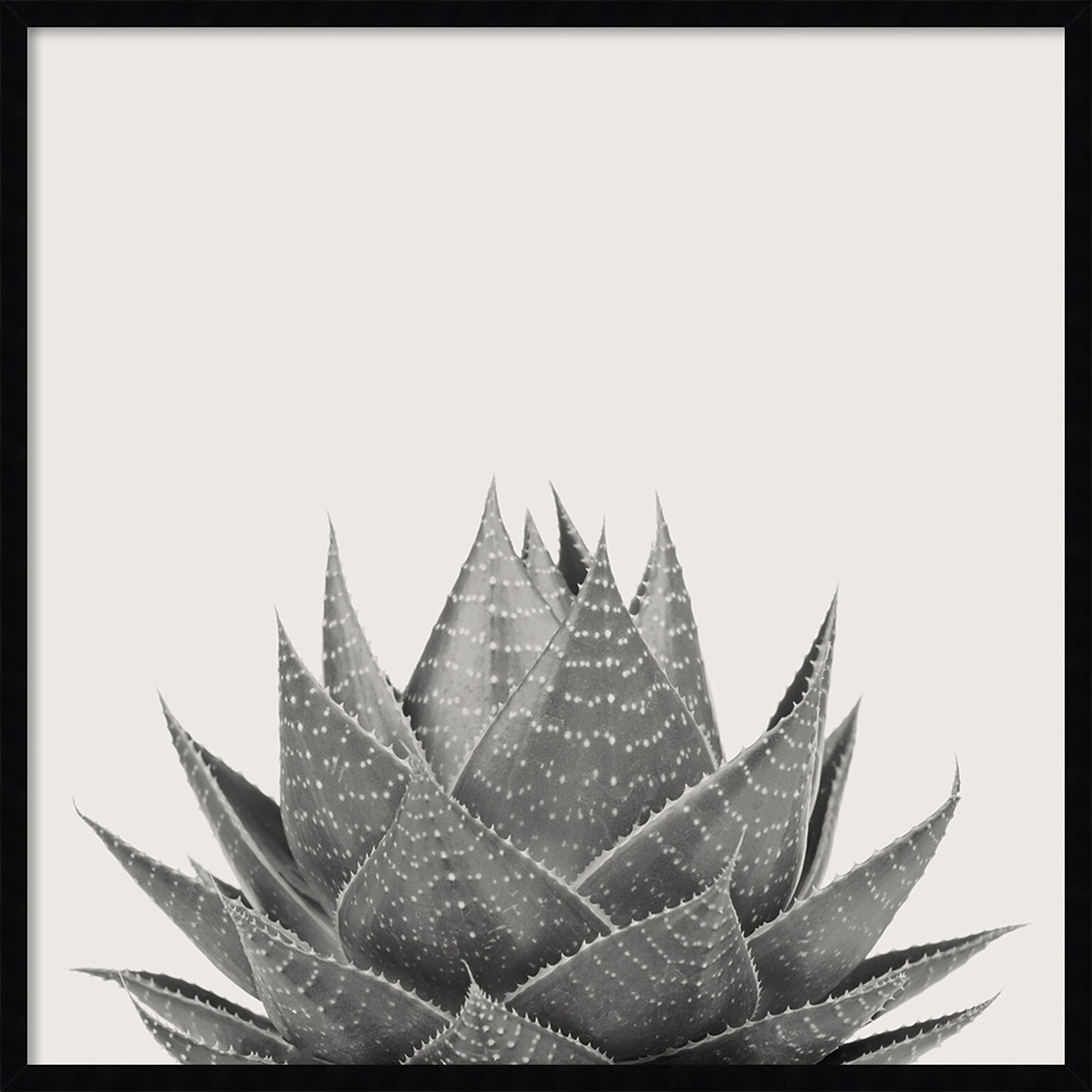 Amanti Art Haze Aloe Succulent by The Creative Bunch Studio Wood Framed Wall Art Print, 33 x 33 (A42675345777)