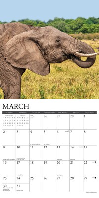 2025 Willow Creek Elephants 12" x 12" Monthly Wall Calendar (42809)