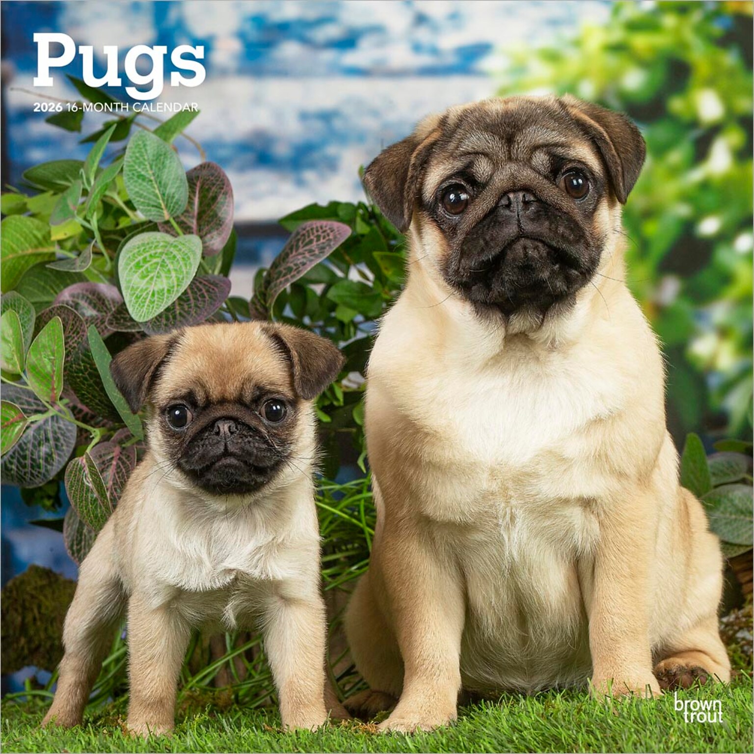 2026 BrownTrout Pugs 12 x 12 Monthly Wall Calendar (9798330705238)