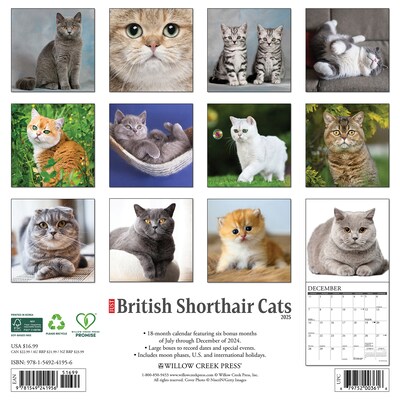 2025 Willow Creek British Shorthair Cats 12 x 12 Monthly Wall Calendar, Multicolor (41956)