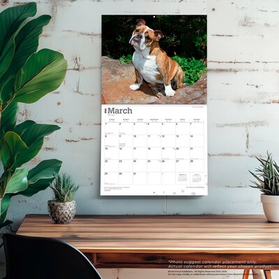 2026 BrownTrout For the Love of Bulldogs 14" x 12" Monthly Wall Calendar (9798330707133)