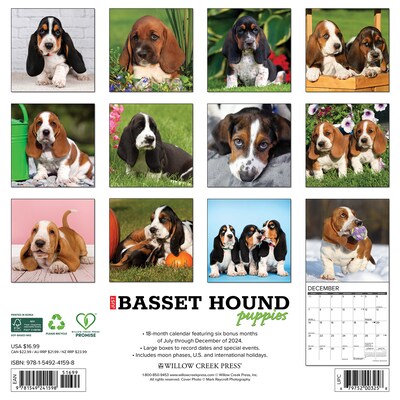 2025 Willow Creek Basset Hound Puppies 12 x 12 Yearly Wall Calendar (41598)
