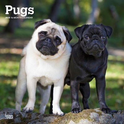 2025 BrownTrout Pugs 12 x 12 Monthly Wall Calendar (9781975477585)