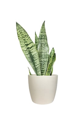 Desk Plants Snake Plant in a Cream Large Harlow pot (SPLHC)