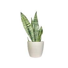 Desk Plants Snake Plant in a Cream Large Harlow pot (SPLHC)