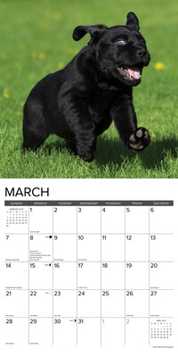 2027 Willow Creek Black Lab Puppies 12" x 12" Monthly Wall Calendar, Assorted Colors (59265)