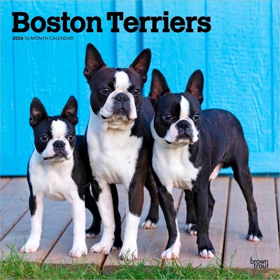 2026 BrownTrout Boston Terriers 12 x 12 Monthly Wall Calendar (9798330702602)