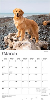 2026 BrownTrout Golden Retrievers 12" x 12" Monthly Wall Calendar (9798330703494)