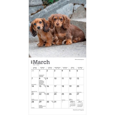 2027 BrownTrout Dachshund Puppies 7" x 7" Monthly Wall Calendar, Assorted Colors (9798330709977)