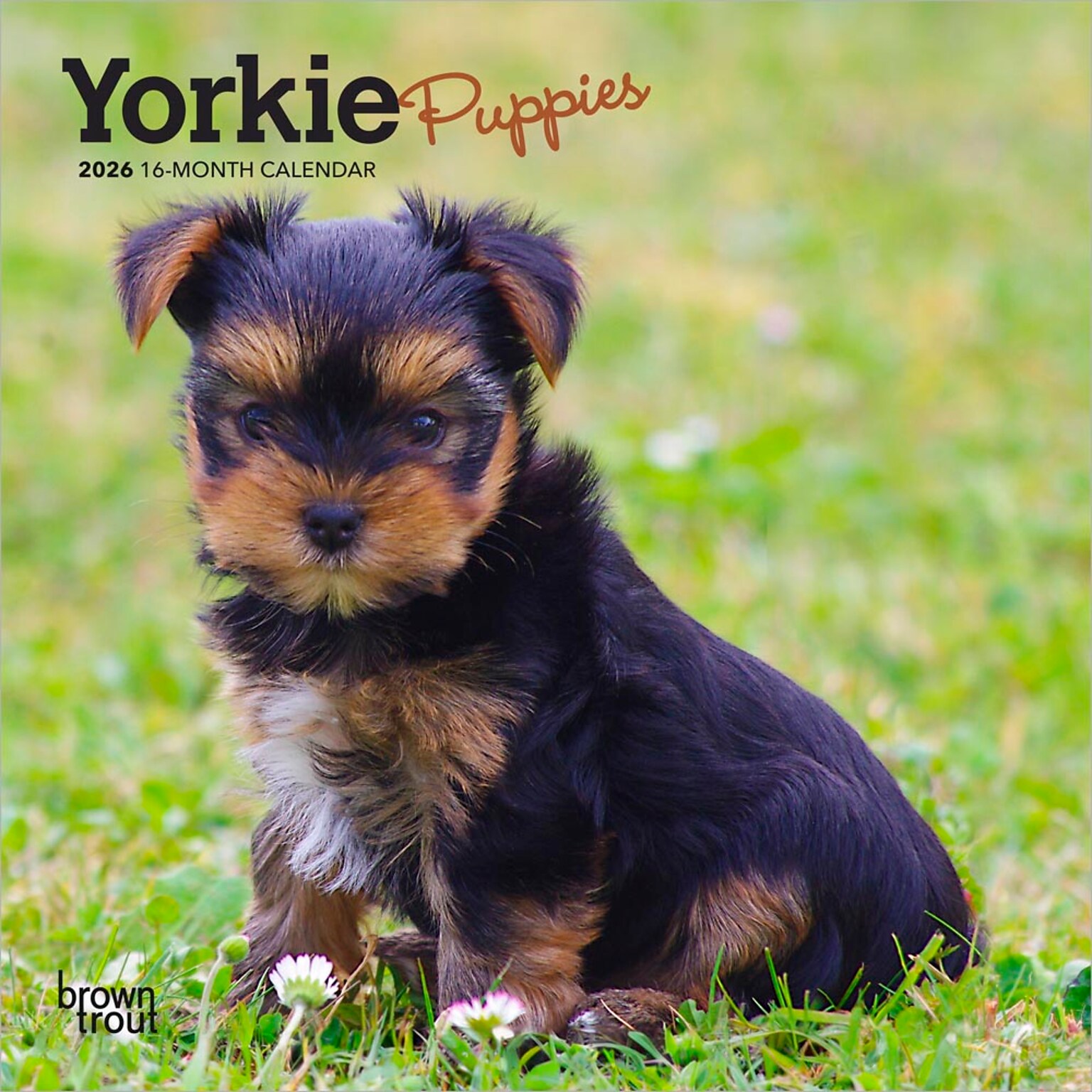 2026 BrownTrout Yorkshire Terrier Puppies 7 x 7 Monthly Wall Calendar (9798330706433)