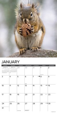 2027 Willow Creek Squirrels 12" x 12" Monthly Wall Calendar, Assorted Colors (62470)