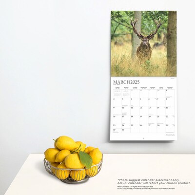 2025 Plato Monster Bucks 12" x 24" Monthly Square Wall Calendar, (9781975480769)