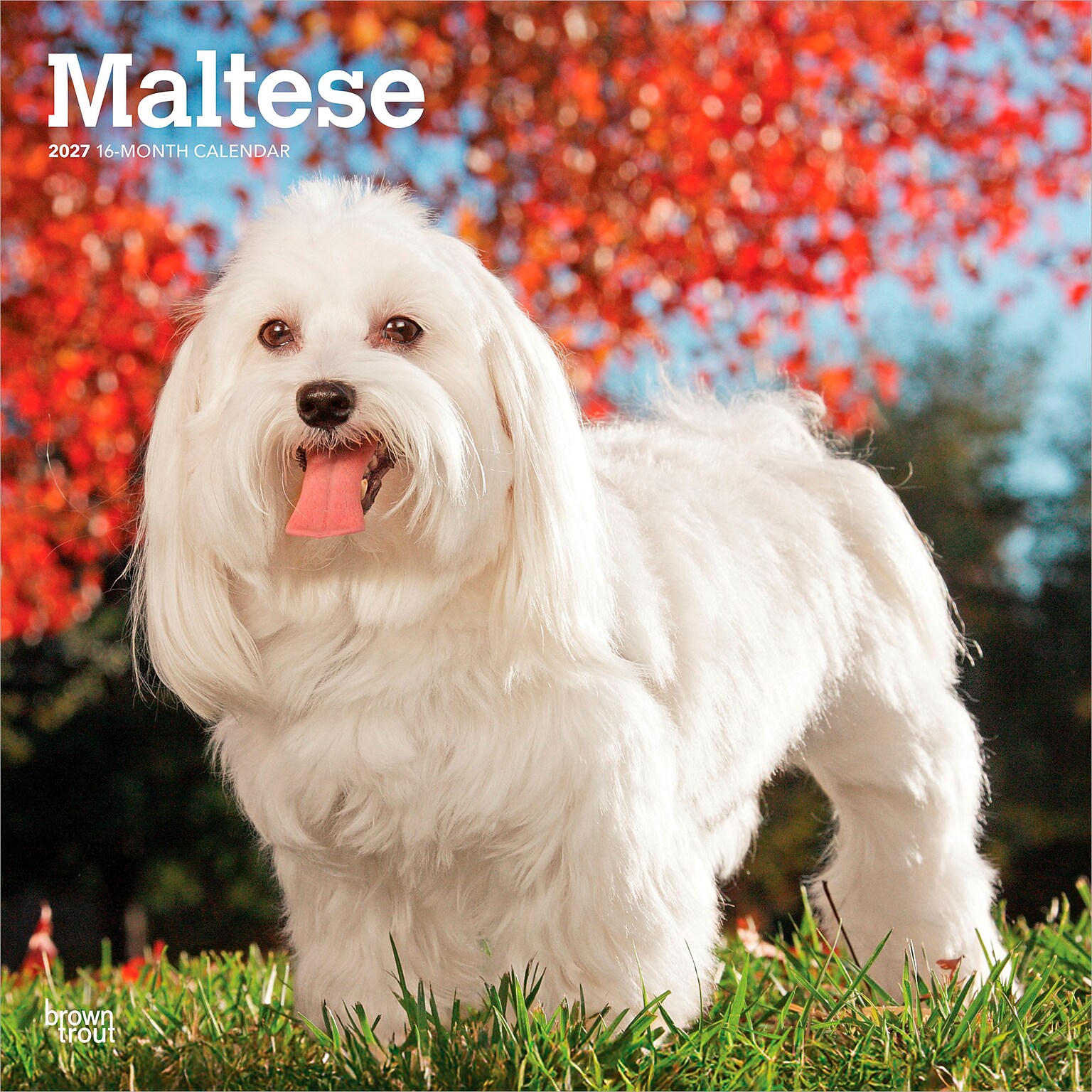 2027 BrownTrout Maltese 12 x 12 Monthly Wall Calendar (9798330714742)