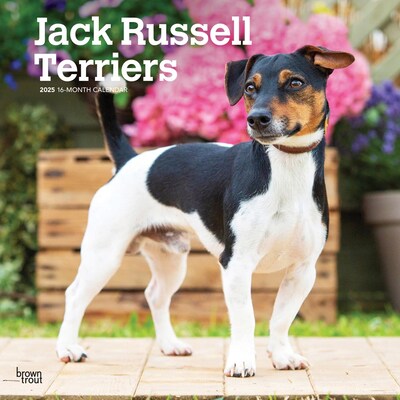 2025 BrownTrout Jack Russell Terriers 12 x 12 Monthly Wall Calendar (9781975477233)