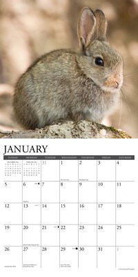2025 Willow Creek Just Bunnies 12" x 12" Monthly Wall Calendar (42045)