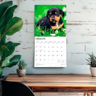 2026 BrownTrout Dachshund Puppies 12" x 12" Monthly Wall Calendar (9798330703098)
