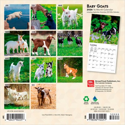 2026 BrownTrout Baby Goats 7 x 7 Monthly Wall Calendar (9798330702251)