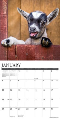 2026 Willow Creek Baby Goats 12" x 12" Monthly Wall Calendar (50019)