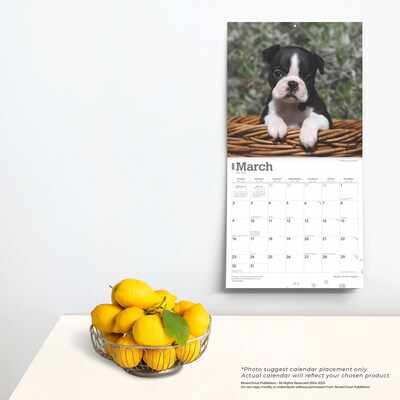 2025 BrownTrout Boston Terrier Puppies 12" x 12" Monthly Wall Calendar (9781975476694)
