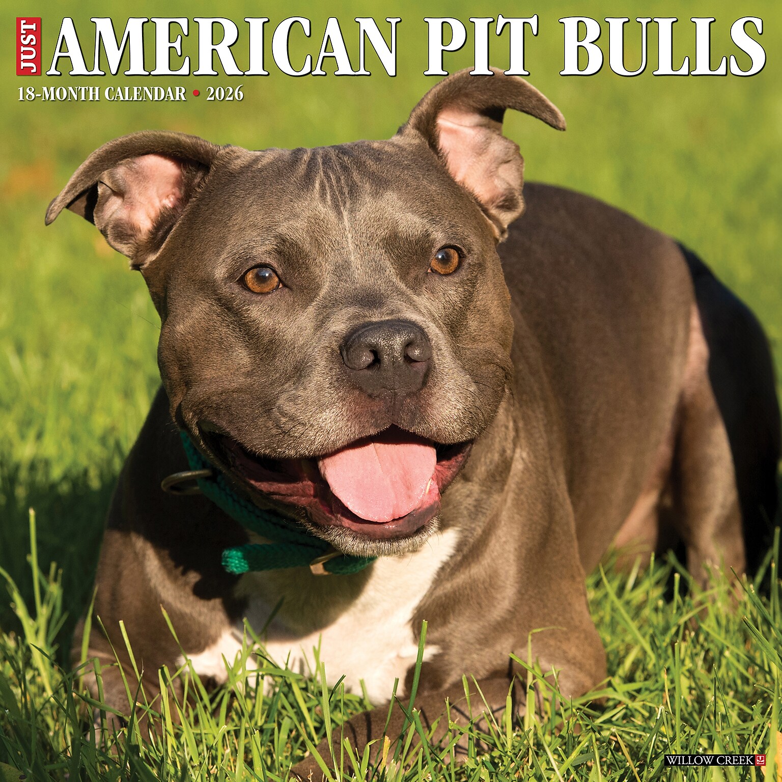 2026 Willow Creek American Pit Bull Terriers 12 x 12 Monthly Wall Calendar (49846)