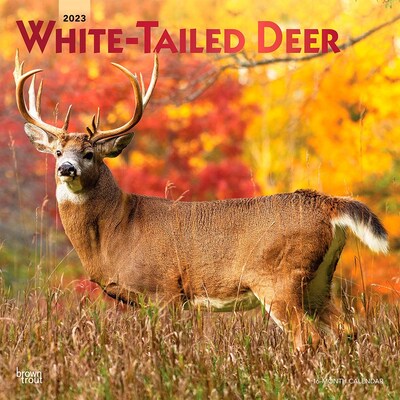 2023 BrownTrout White Tailed Deer 12 x 12 Monthly Wall Calendar (9781975449117)