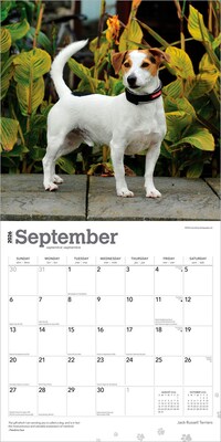 2026 BrownTrout Jack Russell Terriers 12" x 12" Monthly Wall Calendar (9798330703975)