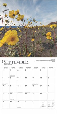 2025 BrownTrout Wildflowers 12" x 12" Monthly  Wall Calendar (9781975475949)