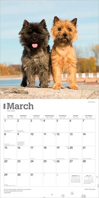 2026 BrownTrout Cairn Terriers 12" x 12" Monthly Wall Calendar (9798330702701)